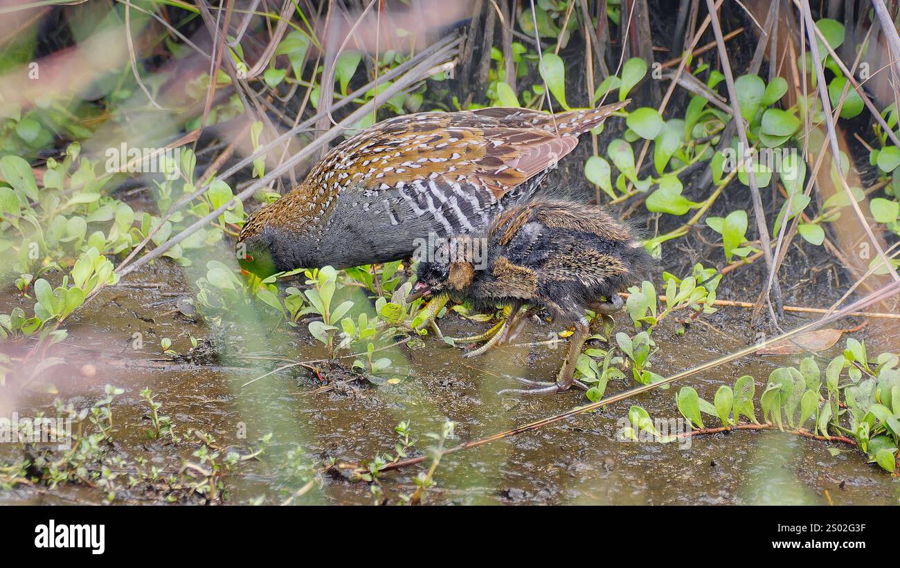 Uccelli acquatici (Porzana fluminea) - adulti e giovani che si nutrono nel fango delle zone umide a Hobart, Tasmania, Australia Foto Stock
