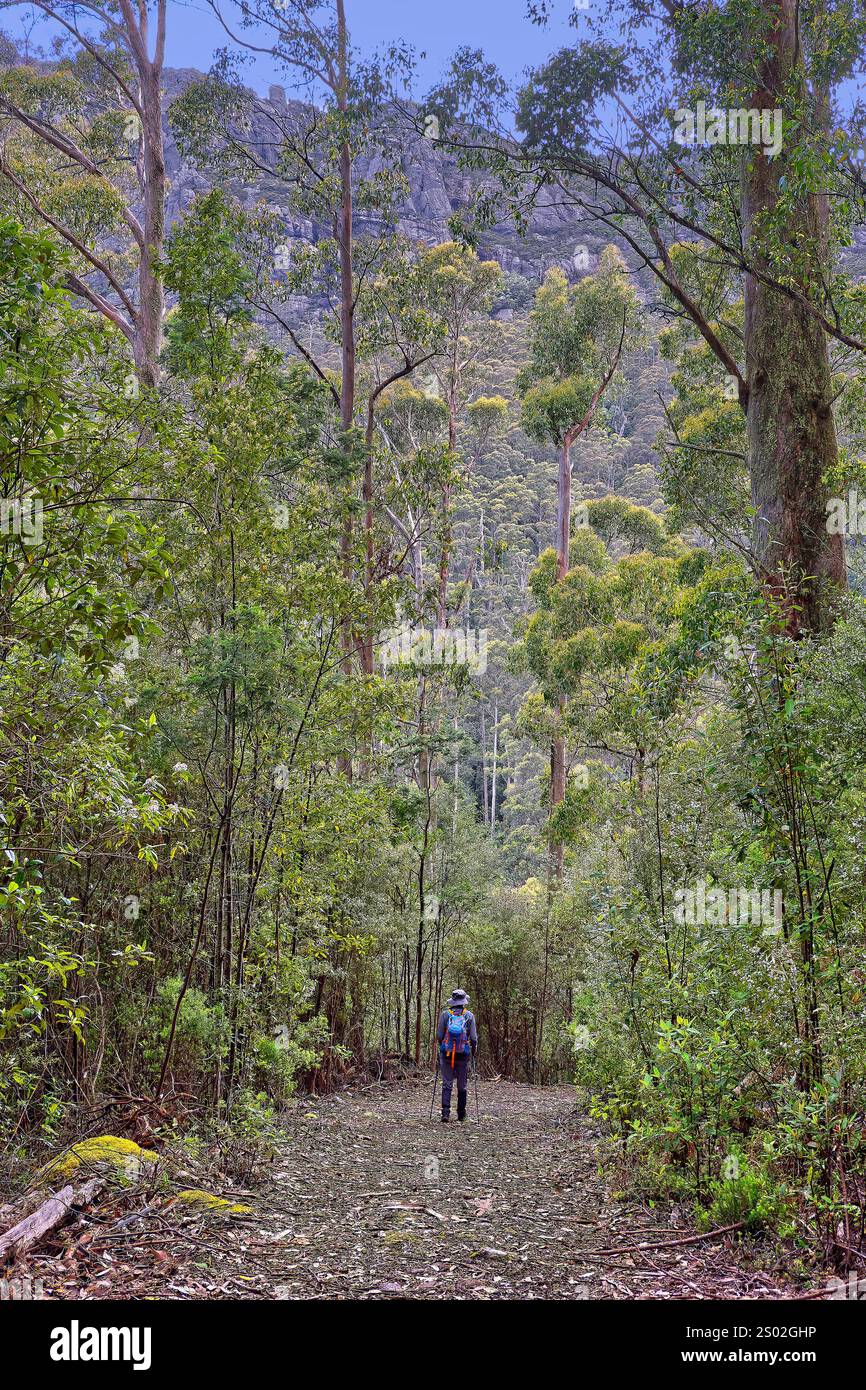 Escursionista solitario su sentiero nella fitta foresta di alberi di eucalipto nella riserva regionale del Monte Roland inferiore, Sheffield, Tasmania, Australia Foto Stock