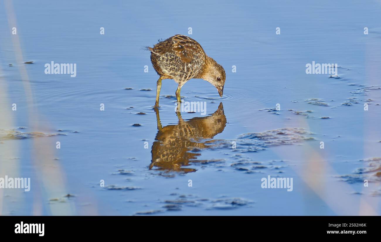 Uccello acquatico immaturo o gamberetto australiano shorebird (Porzana fluminea) che si nuota nell'acqua blu del lago a Hobart, Tasmania, Australia Foto Stock