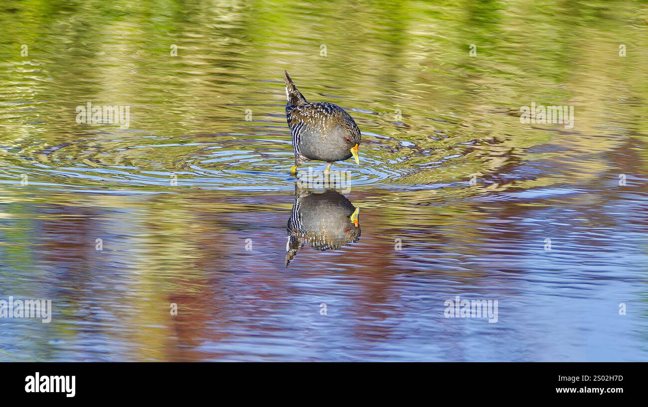 Uccelli acquatici o gamberi australiani (Porzana fluminea) adulti che nuotano nelle acque cristalline del lago a Hobart, Tasmania, Australia Foto Stock