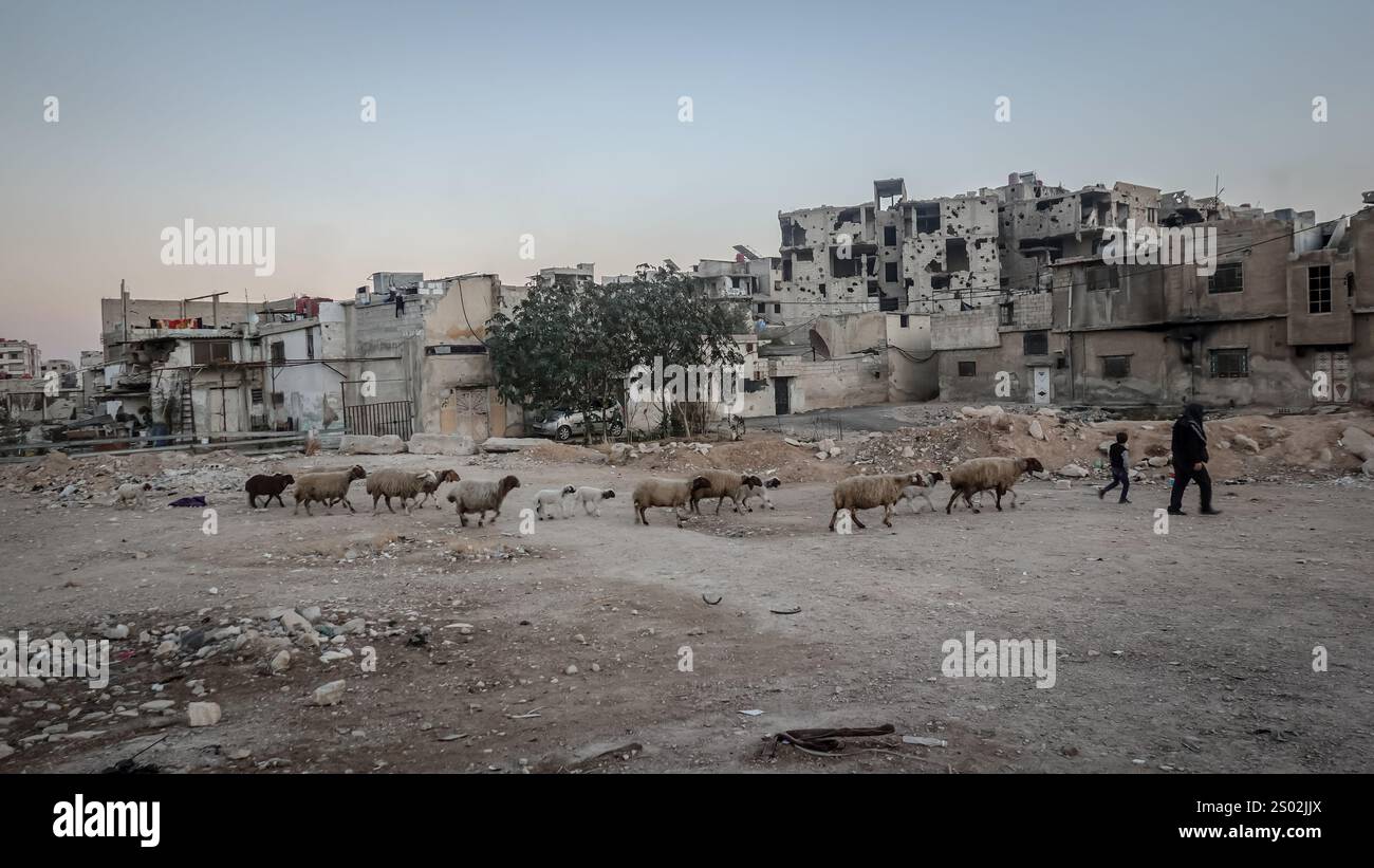 Hama, Siria. 14 dicembre 2024. Un uomo conduce le sue pecore in un quartiere di Ghouta orientale che è ancora in gran parte distrutto a seguito di un assedio di cinque anni da parte dei militari del regime di Assad tra il 2013 e il 2018. Un'offensiva ribelle d'urto portò alla caduta del regime di Bashar al-Assad l'8 dicembre 2024. (Credit Image: © Sally Hayden/SOPA Images via ZUMA Press Wire) SOLO PER USO EDITORIALE! Non per USO commerciale! Foto Stock