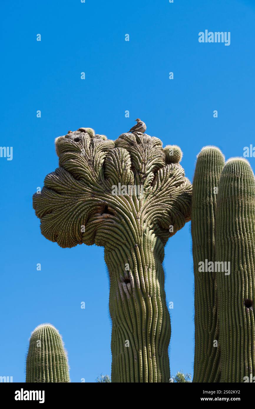 Un cactus di saguaro crestato con un tocco spettacolare nella sua parte superiore, formando una cresta a spirale unica. Un piccolo uccello poggia sulla cresta, appollaiato contro la b trasparente Foto Stock