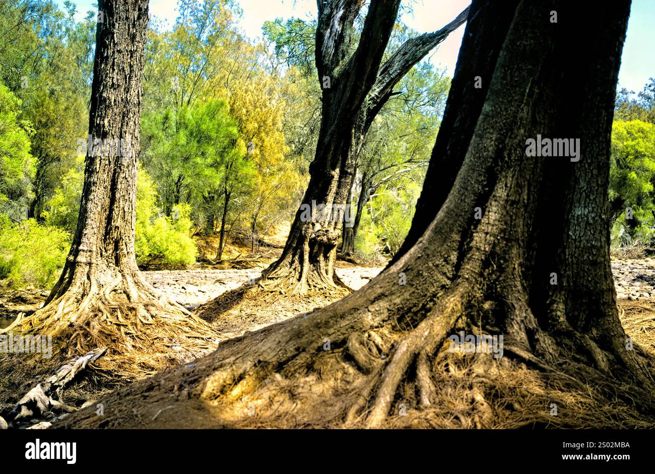 Gomme del fiume Eucayptus, Australia Occidentale Foto Stock