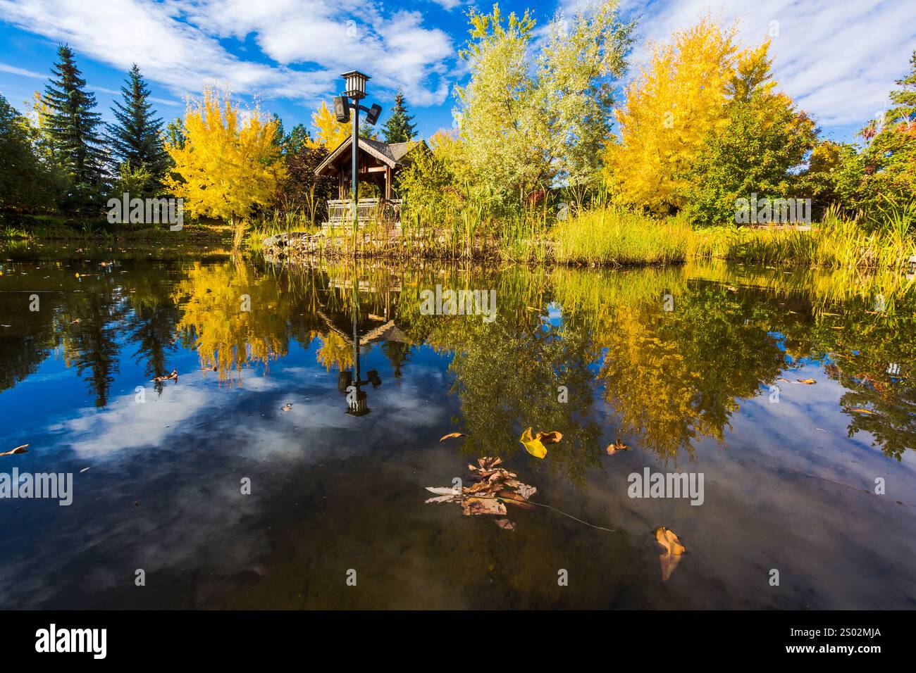 Un laghetto con un piccolo gazebo in legno al centro. Lo stagno è pieno di foglie e l'acqua è calma Foto Stock Un laghetto con un piccolo gazebo in legno al centro. Lo stagno è pieno di foglie e l'acqua è calma Foto Stock