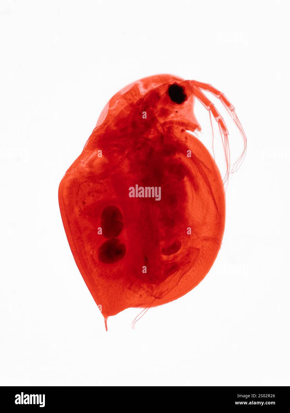 Micrografia di una piccola pulce d'acqua conservata e colorata (Daphnia) in un vetrino per microscopio preparato. Ingrandimento di circa 10x Foto Stock