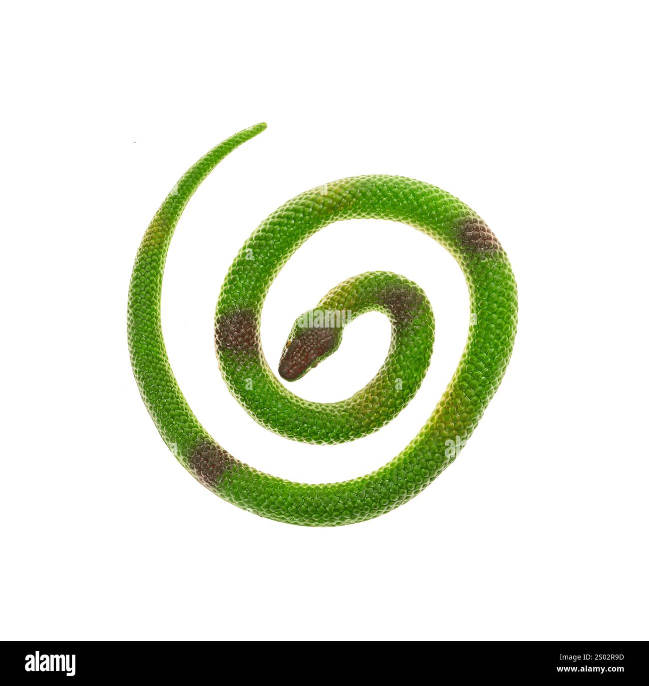 Falso serpente verde, giocattolo di gomma per animali isolato Foto Stock
