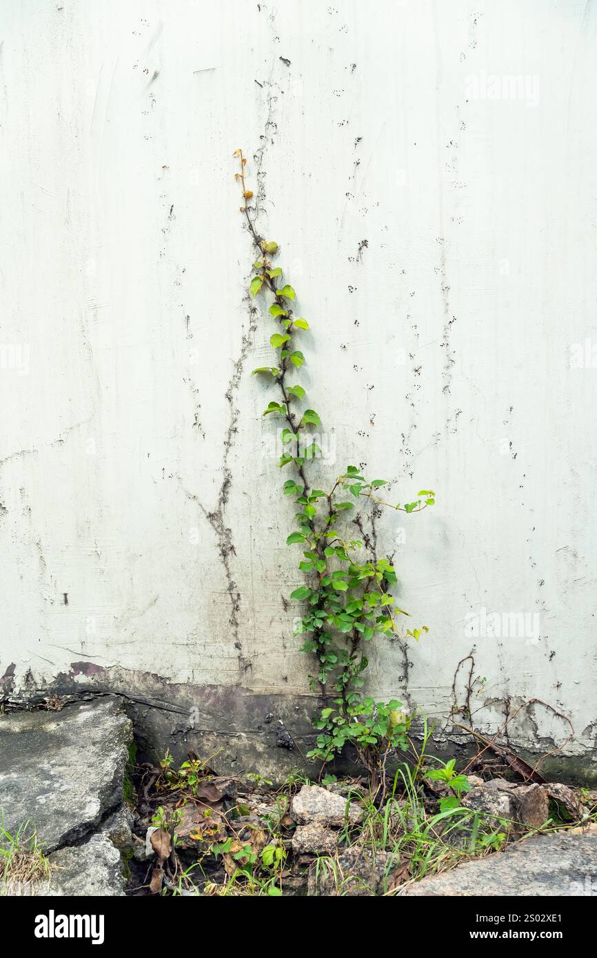 le foglie di edera sono isolate su uno sfondo bianco Foto Stock