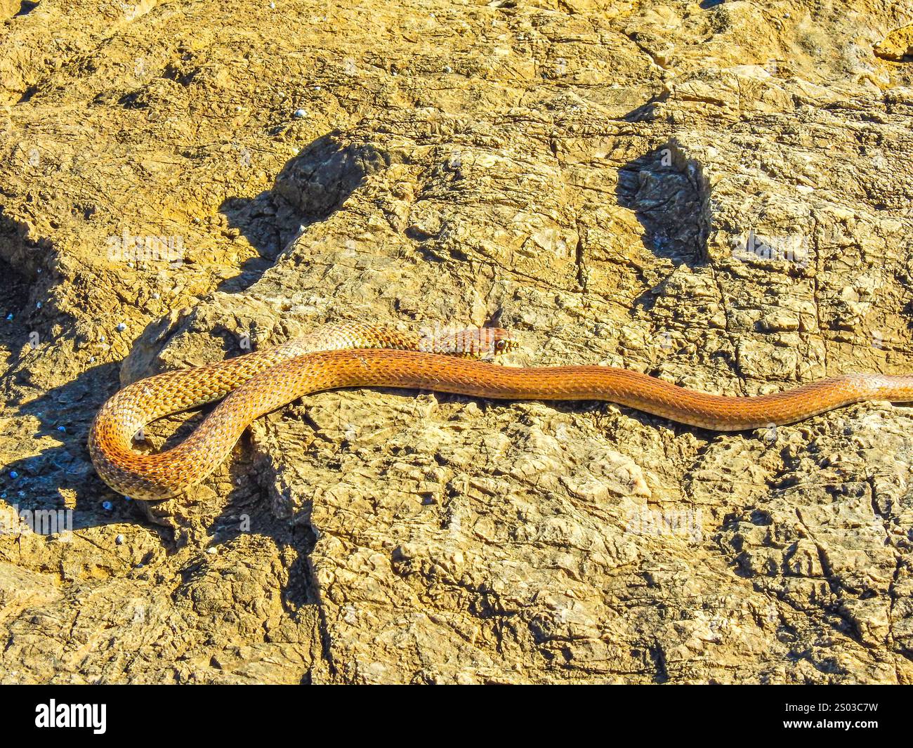 Fauna selvatica in Croazia, serpenti crogiolati su pietre calde su una spiaggia di ciottoli in Croazia Foto Stock
