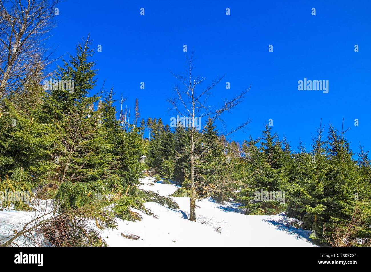 Alberi alti, pini, abeti contro il cielo azzurro, aura invernale in montagna, panorama delle montagne in inverno Foto Stock