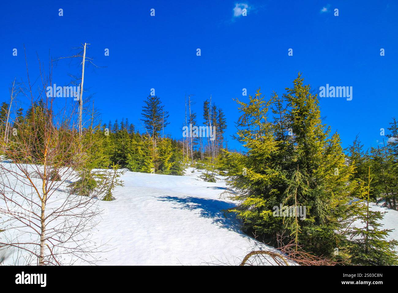 Alberi alti, pini, abeti contro il cielo azzurro, aura invernale in montagna, panorama delle montagne in inverno Foto Stock