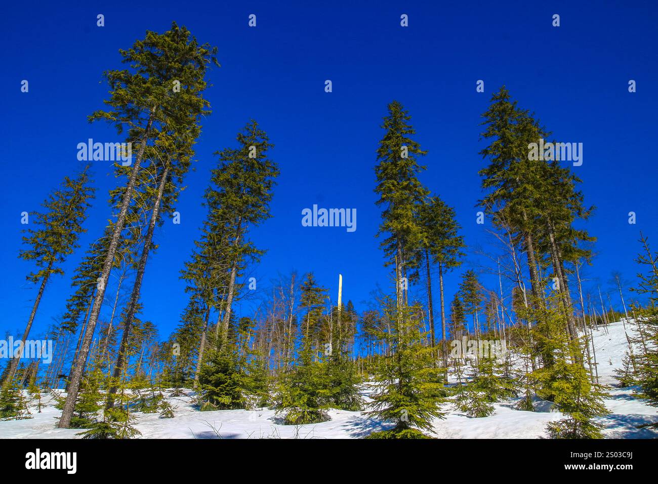 Alberi alti, pini, abeti contro il cielo azzurro, aura invernale in montagna, panorama delle montagne in inverno Foto Stock