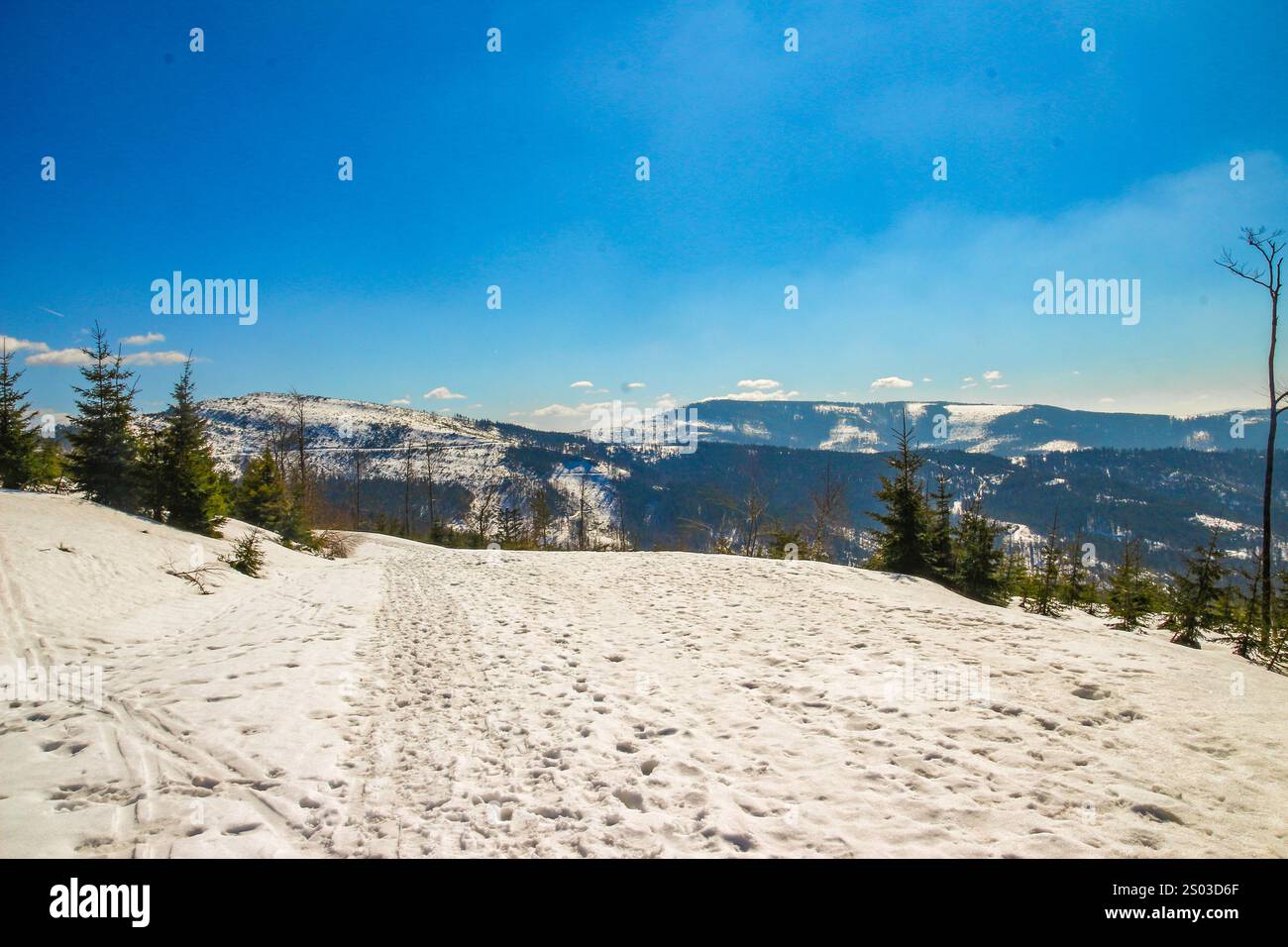 Alberi alti, pini, abeti contro il cielo azzurro, aura invernale in montagna, panorama delle montagne in inverno Foto Stock