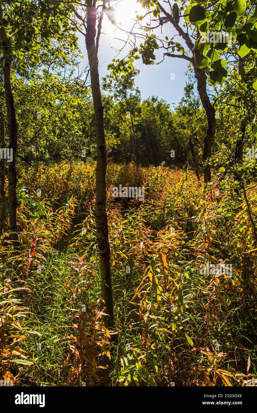 Una foresta con alberi ed erba. Gli alberi sono marroni e l'erba è gialla. Il sole splende tra gli alberi Foto Stock