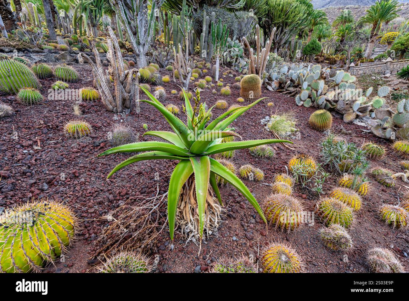 Una scena desertica con una grande pianta verde al centro. La pianta è circondata da altre piante, tra cui cactus e alcuni cespugli Foto Stock