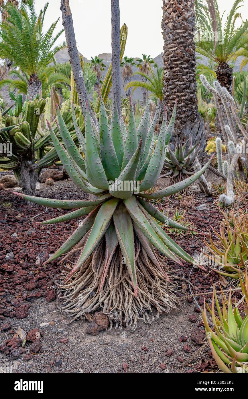 Una grande pianta verde con un tronco marrone è circondata da altre piante. La pianta è alta e ha un aspetto appuntito Foto Stock