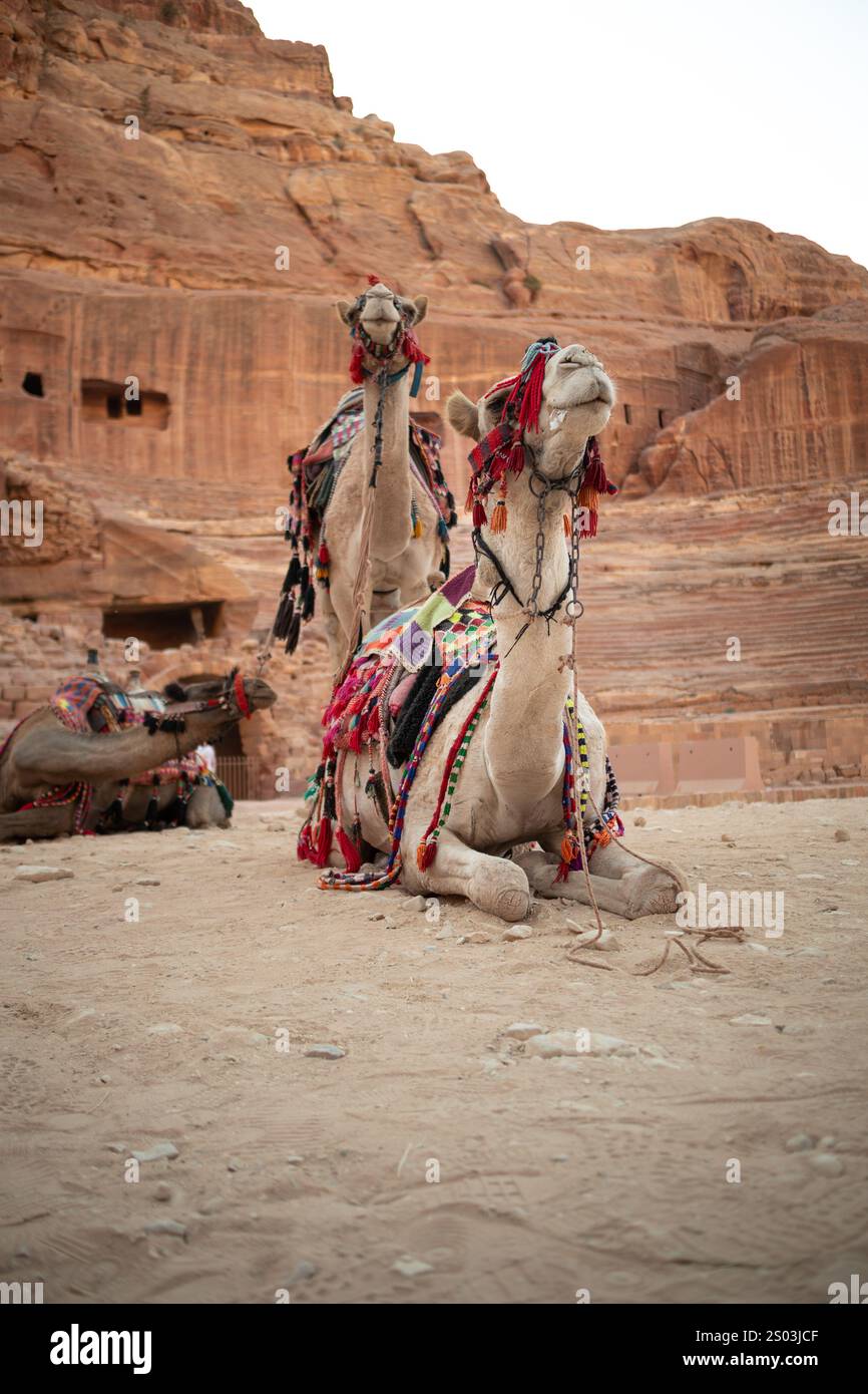 Cammello arabo con decorazioni beduine nel deserto di Petra in Giordania. Camelus dromedarius con una sola gobba in Medio Oriente. Foto Stock