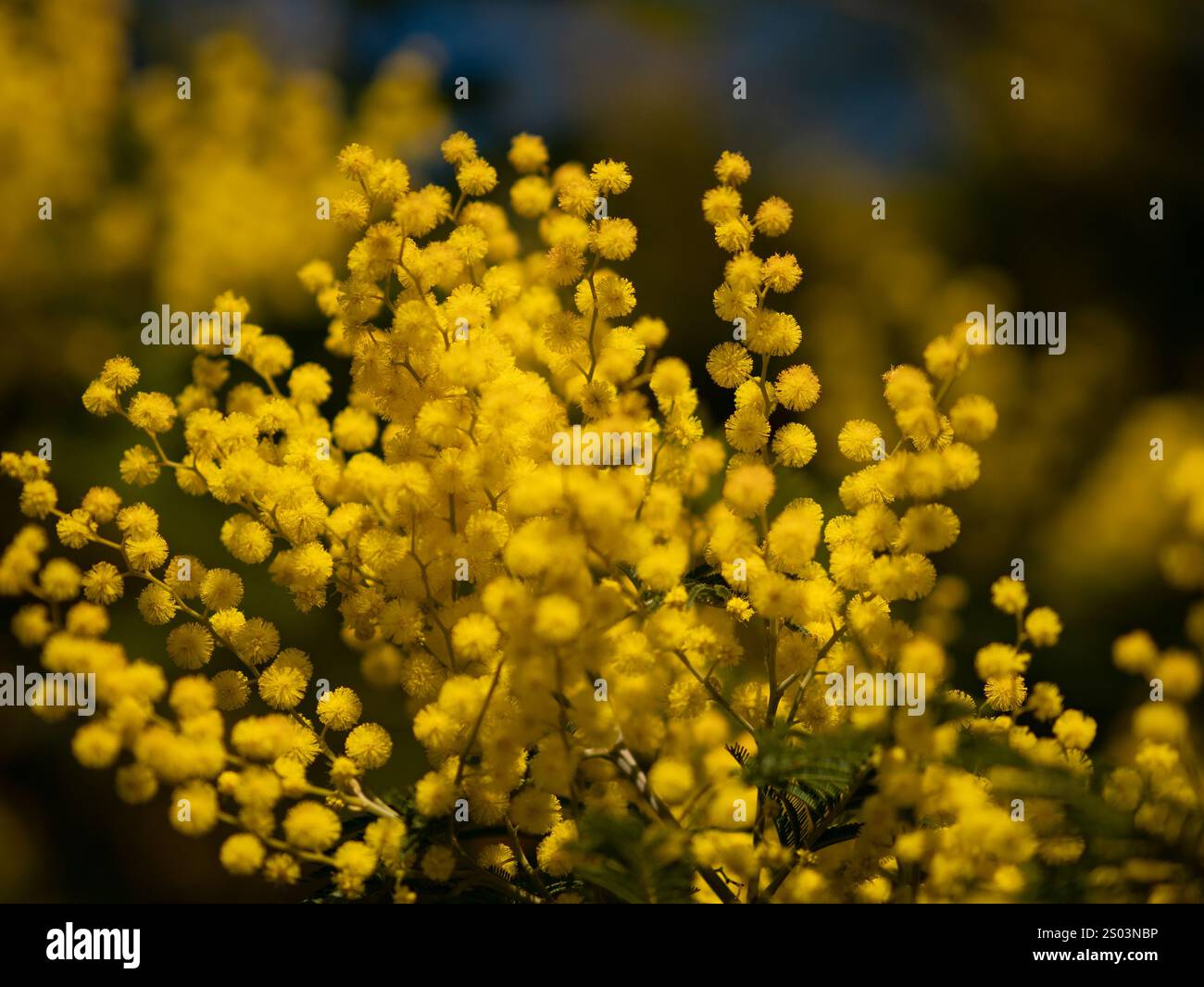 Bel primo piano di fiori di mimosa peloso giallo brillante. Albero di mimosa fiorente nelle onde primaverili iniziali sul vento. Giornata primaverile soleggiata. Acacia dealbata. Soffice f Foto Stock