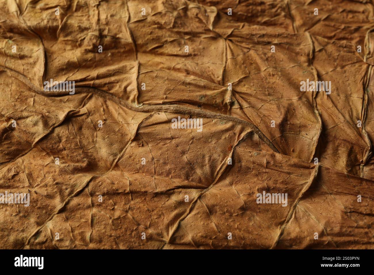 Foglia di tabacco essiccato come sfondo, vista ravvicinata Foto Stock