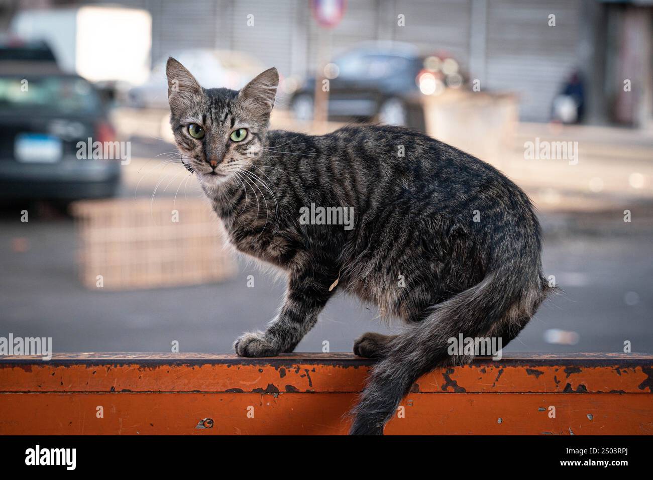 Un vigile gatto di strada arroccato su una superficie arancione, su uno sfondo urbano ad Alessandria, in Egitto, che cattura la cruda essenza della vita cittadina. Foto Stock