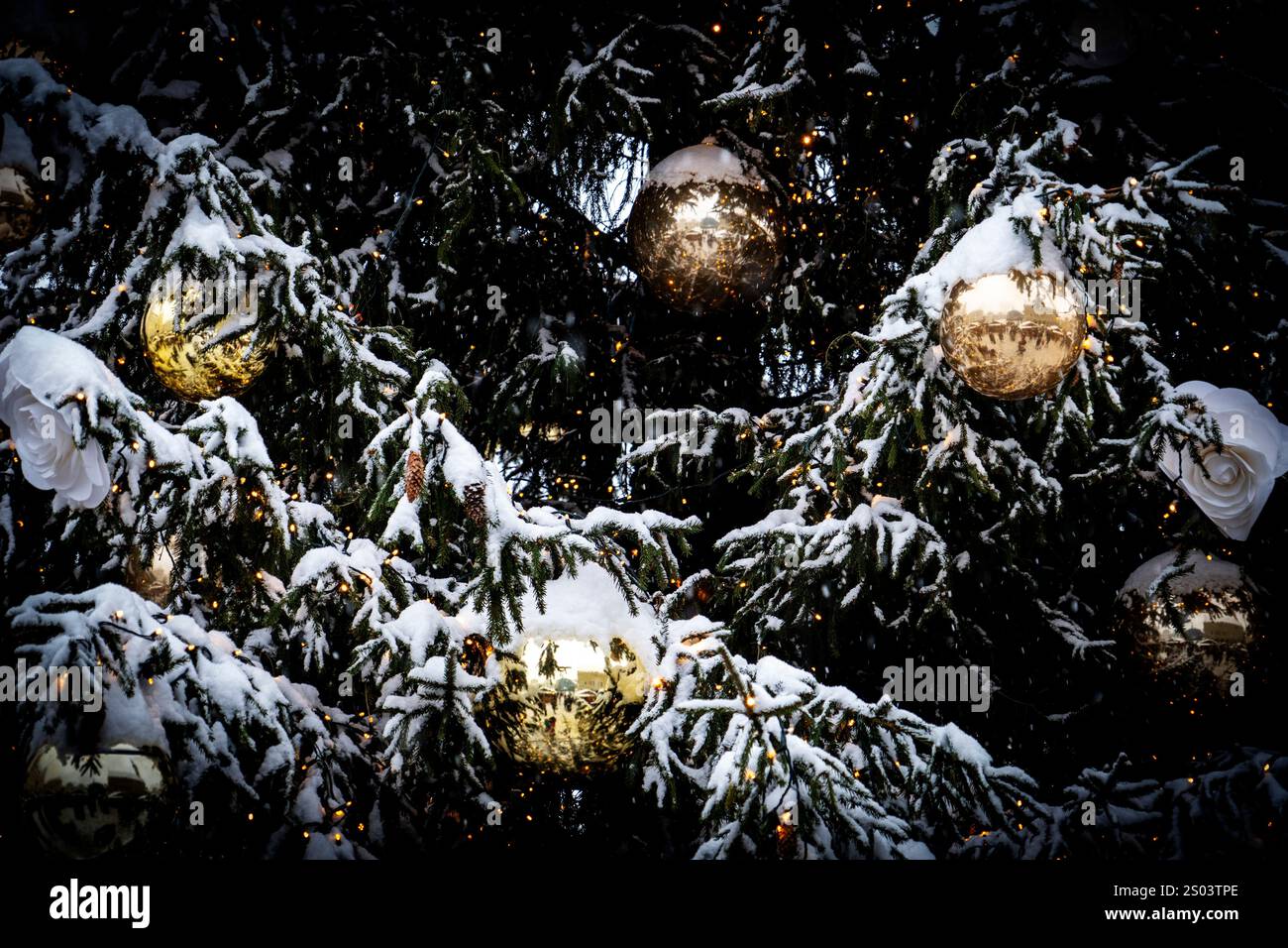 Una vista ravvicinata di un albero sempreverde innevato adornato con ornamenti dorati e decorazioni bianche, che creano un'atmosfera invernale festosa. Foto Stock