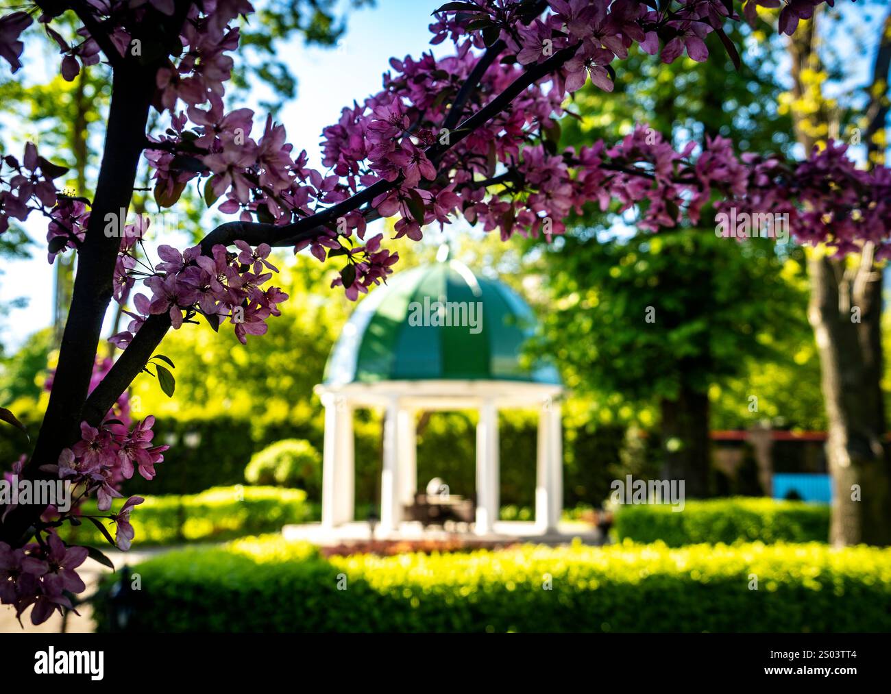 Un pittoresco giardino caratterizzato da un gazebo con una cupola verde, circondato da vegetazione lussureggiante e fiori viola in primo piano. Foto Stock
