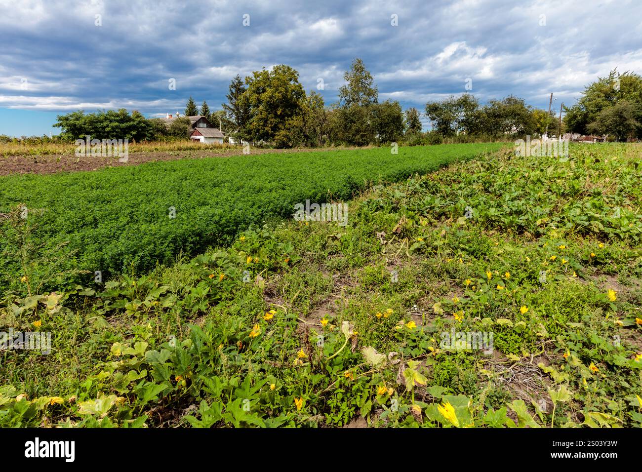 Un campo di erba verde con qualche fiore giallo in primo piano. Il cielo è nuvoloso e il sole non è visibile Foto Stock