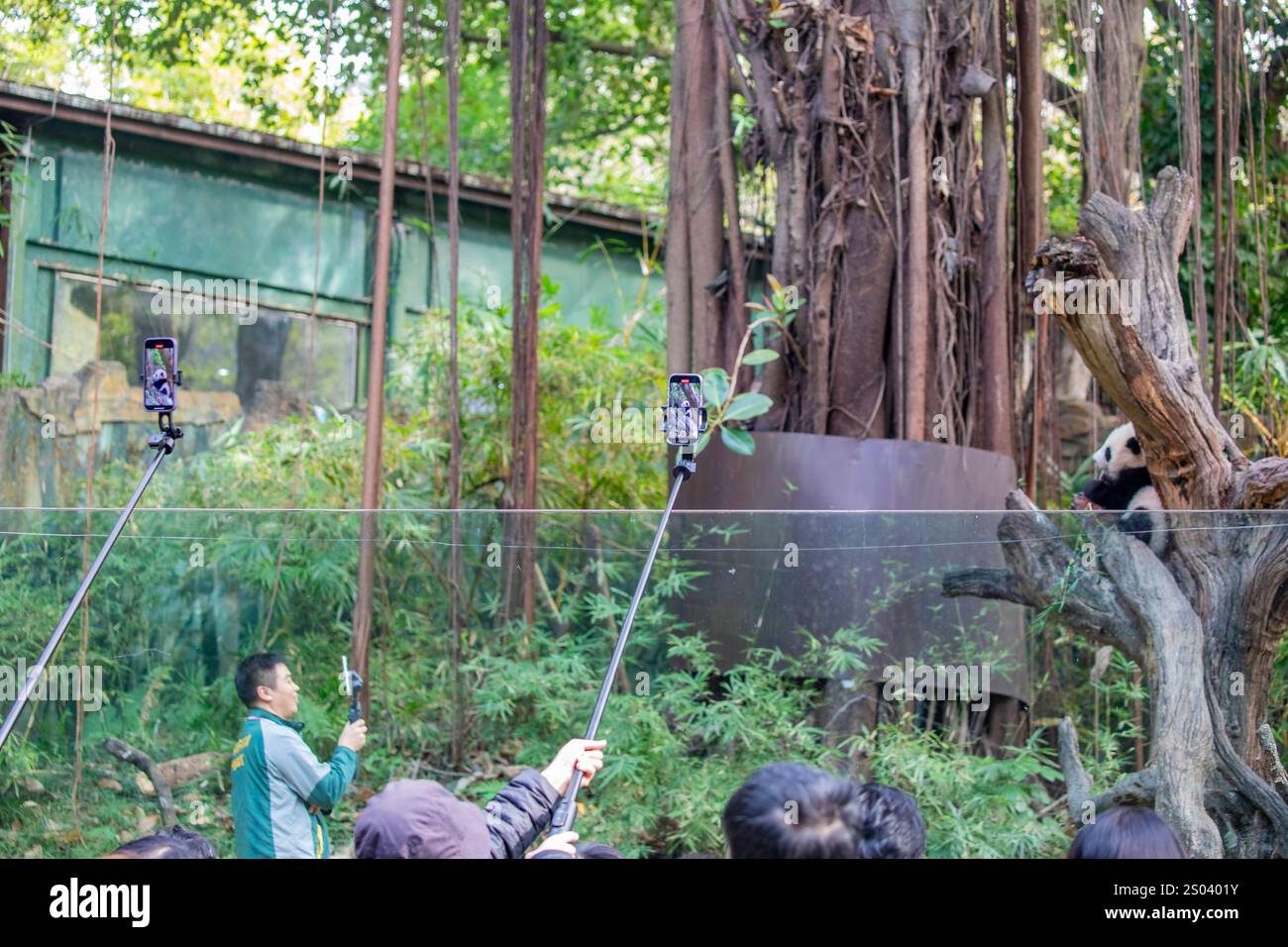 Il turista usa lo smartphone per registrare video per il Panda gigante (Ailuropoda melanoleuca) "Mei Zhu" Chimelong Safari Park. Foto Stock