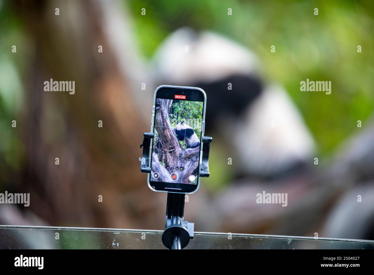 Il turista usa lo smartphone per registrare video per il Panda gigante (Ailuropoda melanoleuca) "Mei Zhu" Chimelong Safari Park. Foto Stock