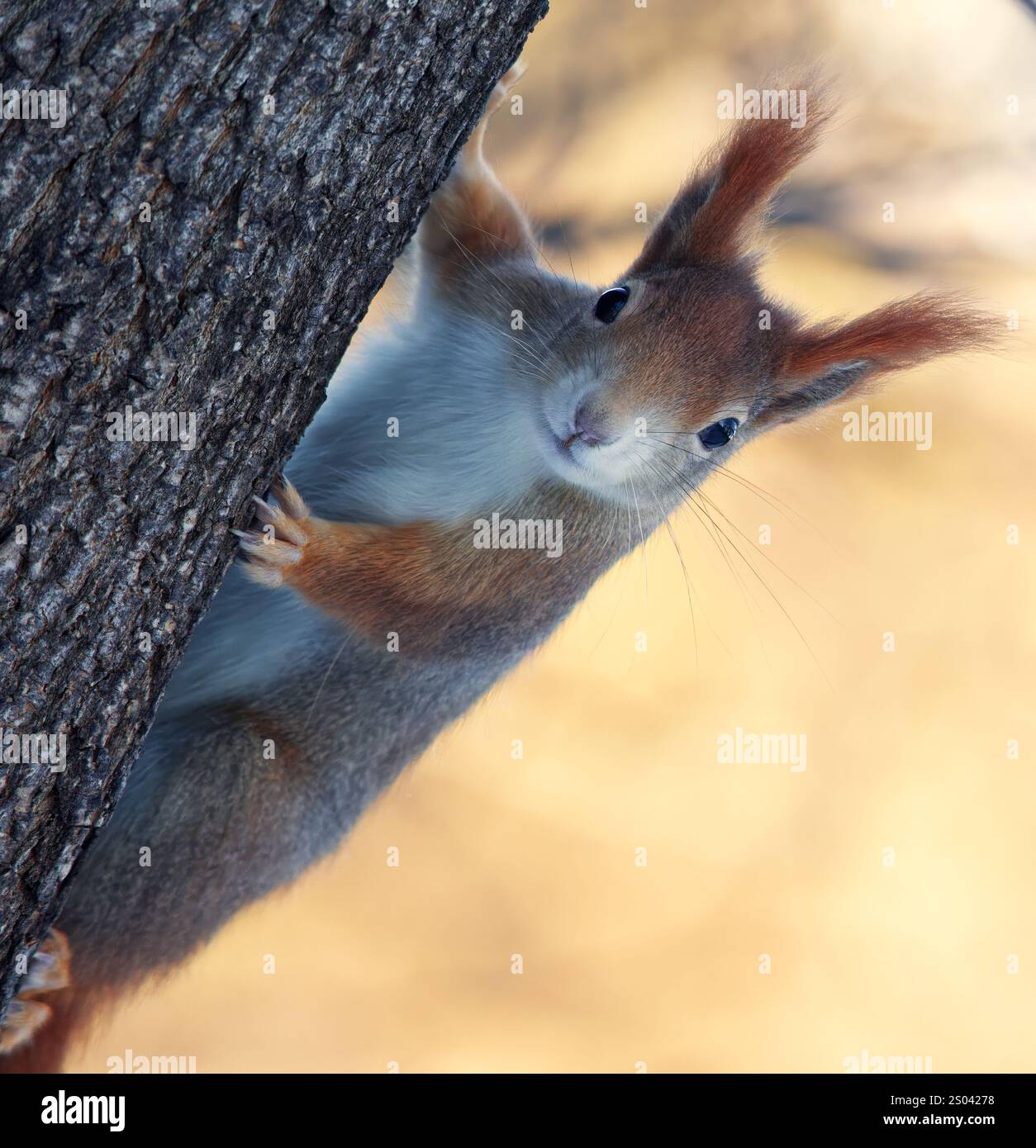 Uno scoiattolo che sale su un tronco d'albero e ci guarda nella gelida giornata invernale. Foto Stock