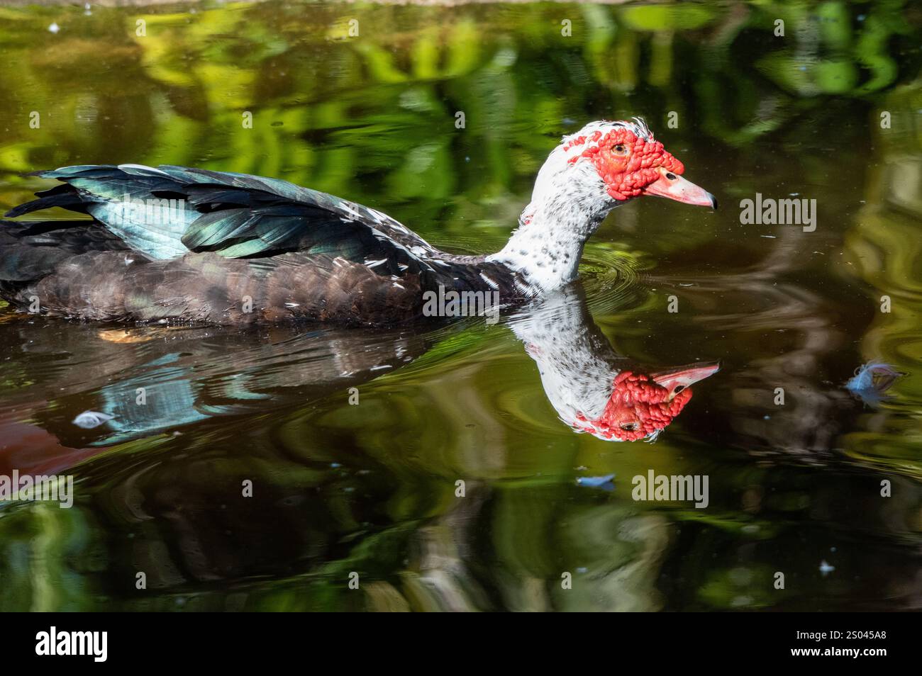 Anatra muta Foto Stock