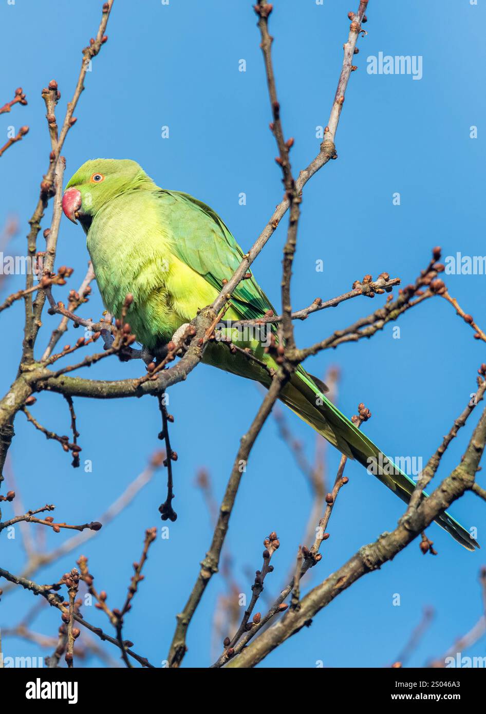 Parco con collo ad anello (Psittacula krameri) che si nutre tra gli alberi invernali sulle cime di foglie, Surrey, Inghilterra, Regno Unito Foto Stock