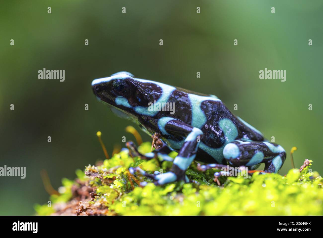 Scalatore d'oro (Dendrobates auratus), rane (Rana), Alajuela, Costa Rica, America centrale Foto Stock