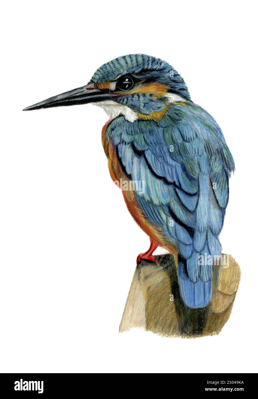 Disegno a matita colorato di un kingfisher in piedi su un ramo rivolto verso sinistra, sfondo bianco Foto Stock