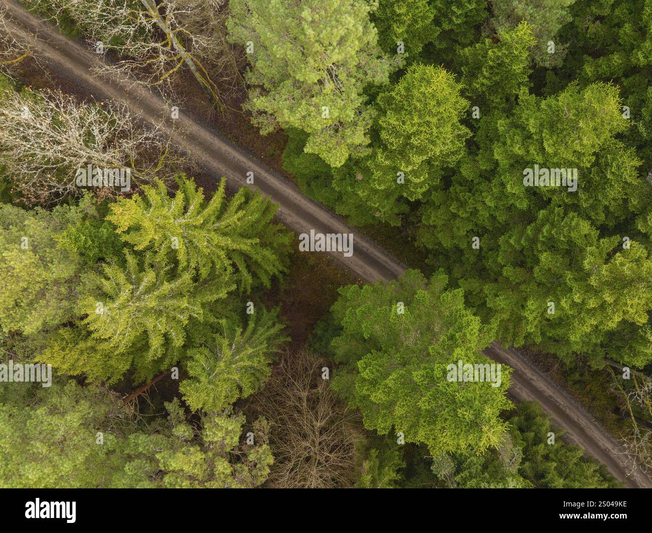 La vista dall'alto di un solitario sentiero di ghiaia, incastonato in una fitta foresta verde, vi invita a rilassarvi, Agenbach, Foresta Nera, Germania, Europa Foto Stock