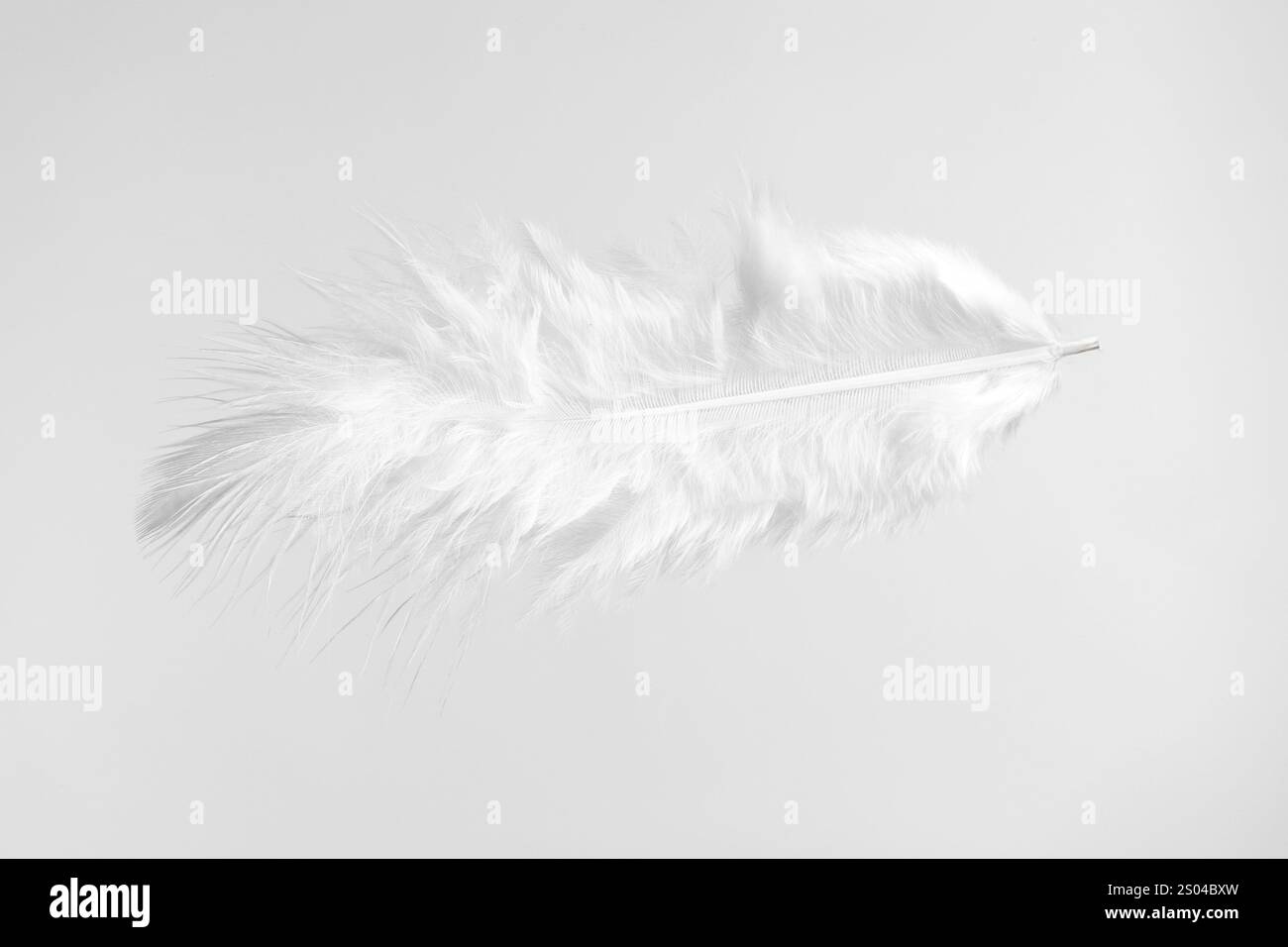 Una bella piuma soffice isolata sul bianco Foto Stock
