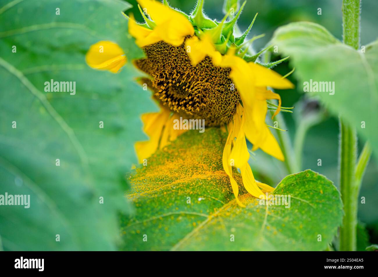 Pollini di girasole completamente fioriti si diffondono sulle foglie di girasole dal vento nel campo agricolo. Foto Stock