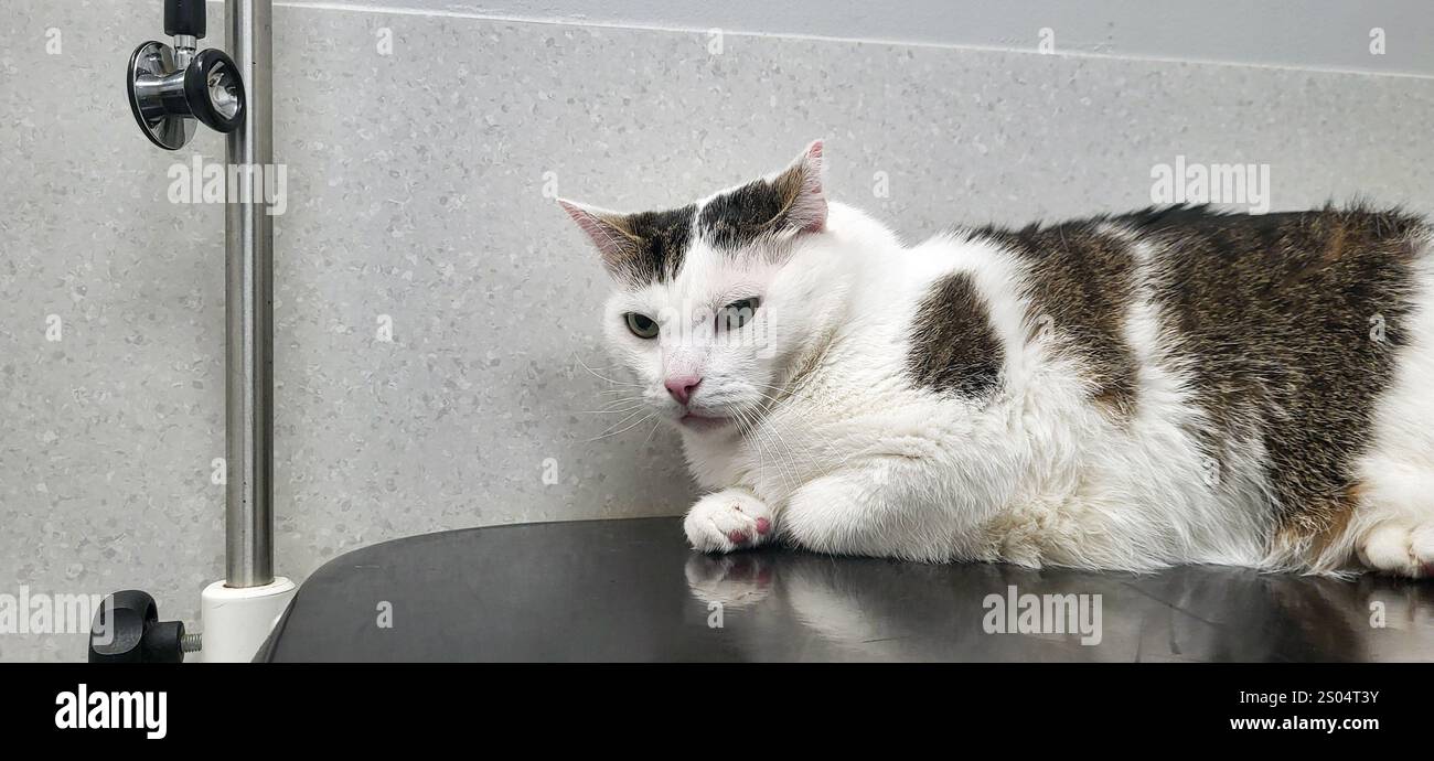 Bianco con macchie grigie gatto in clinica veterinaria in attesa dei risultati del test Foto Stock