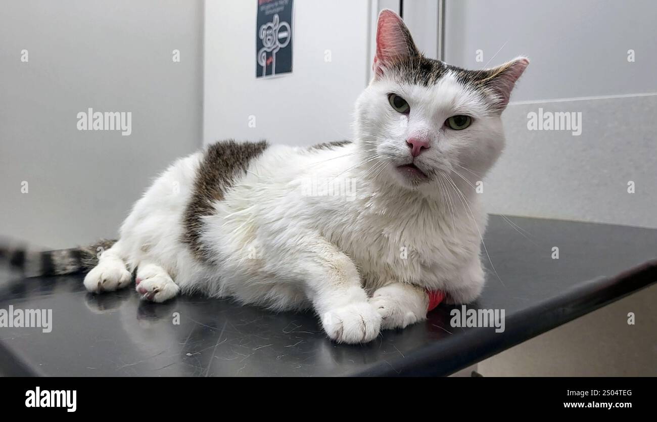 Gatto molto malato in clinica veterinaria sta aspettando un medico Foto Stock