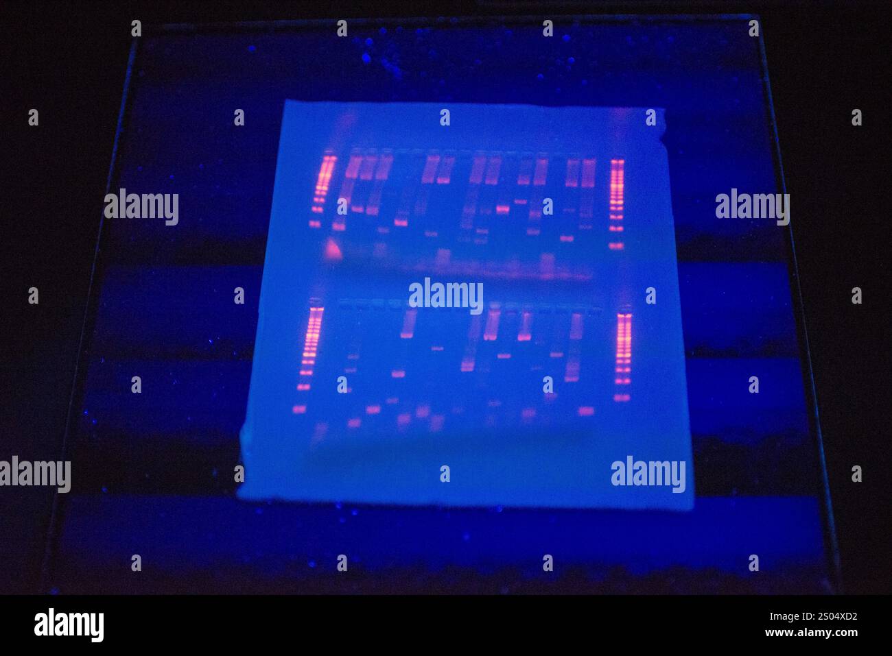 Questa immagine mostra un gel di DNA sotto la luce UV, con bande distinte visibili come risultato del processo di elettroforesi. Le bande rappresentano frammenti di DNA o. Foto Stock