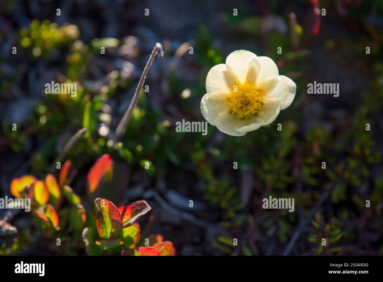 Questa immagine mostra Grønlandsk Fjeldsimmer (Dryas integrifolia), una pianta artica resiliente trovata sull'isola di Disko in Groenlandia. Conosciuto per il suo bianco, sta Foto Stock