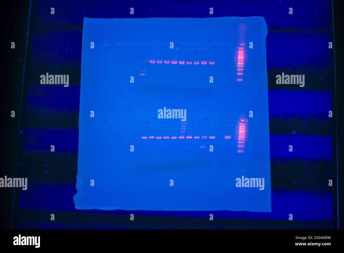 Questa immagine mostra un gel di DNA sotto la luce UV, con bande distinte visibili come risultato del processo di elettroforesi. Le bande rappresentano frammenti di DNA o. Foto Stock