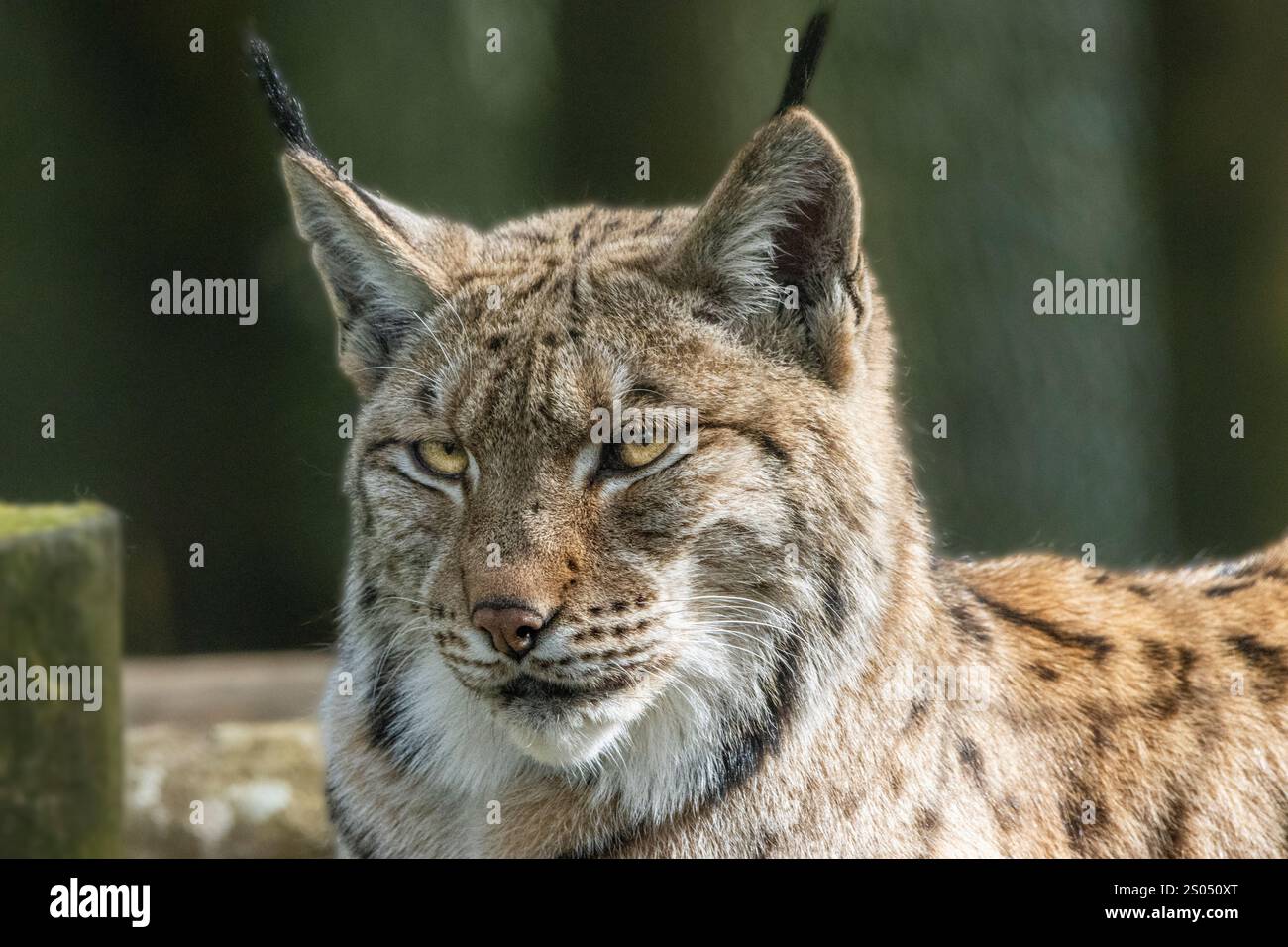 Ritratto della lince dei Carpazi Foto Stock