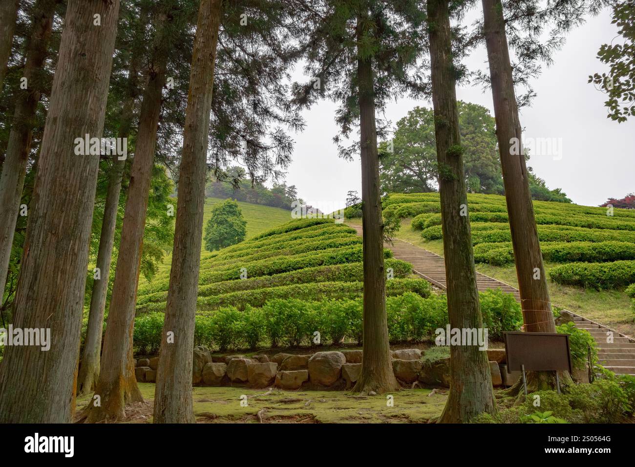 Una lussureggiante piantagione di tè verde in una giornata nuvolosa. Foto scattata a Boseong, Corea del Sud Foto Stock