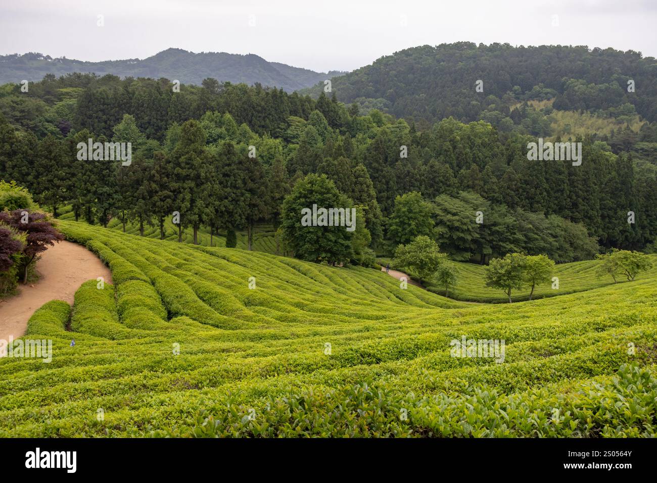 Una lussureggiante piantagione di tè verde in una giornata nuvolosa. Foto scattata a Boseong, Corea del Sud Foto Stock