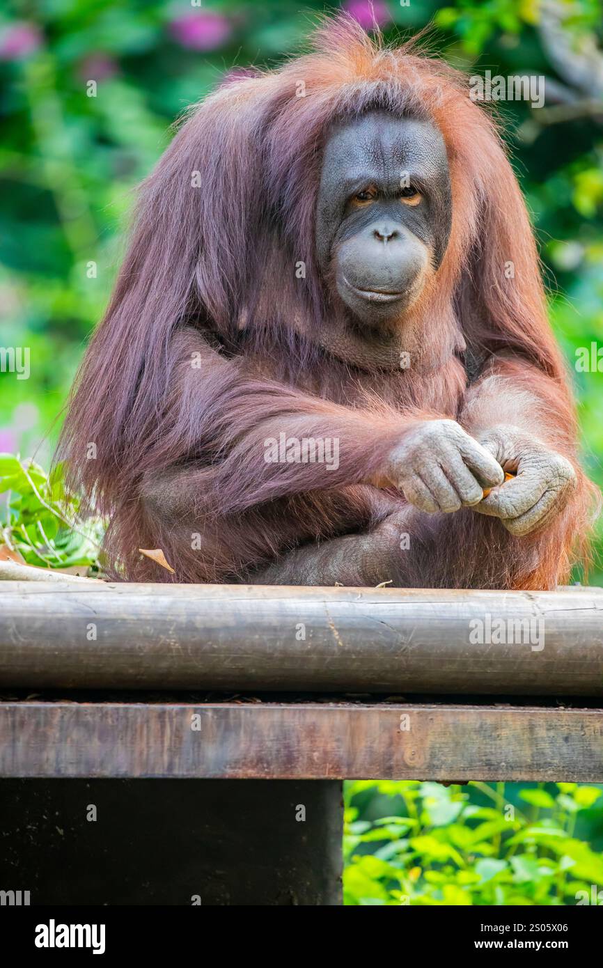Un orangotango Borneo sta mangiando cibo. L'orangotango è una specie a rischio critico, con deforestazione, piantagioni di olio di palma Foto Stock