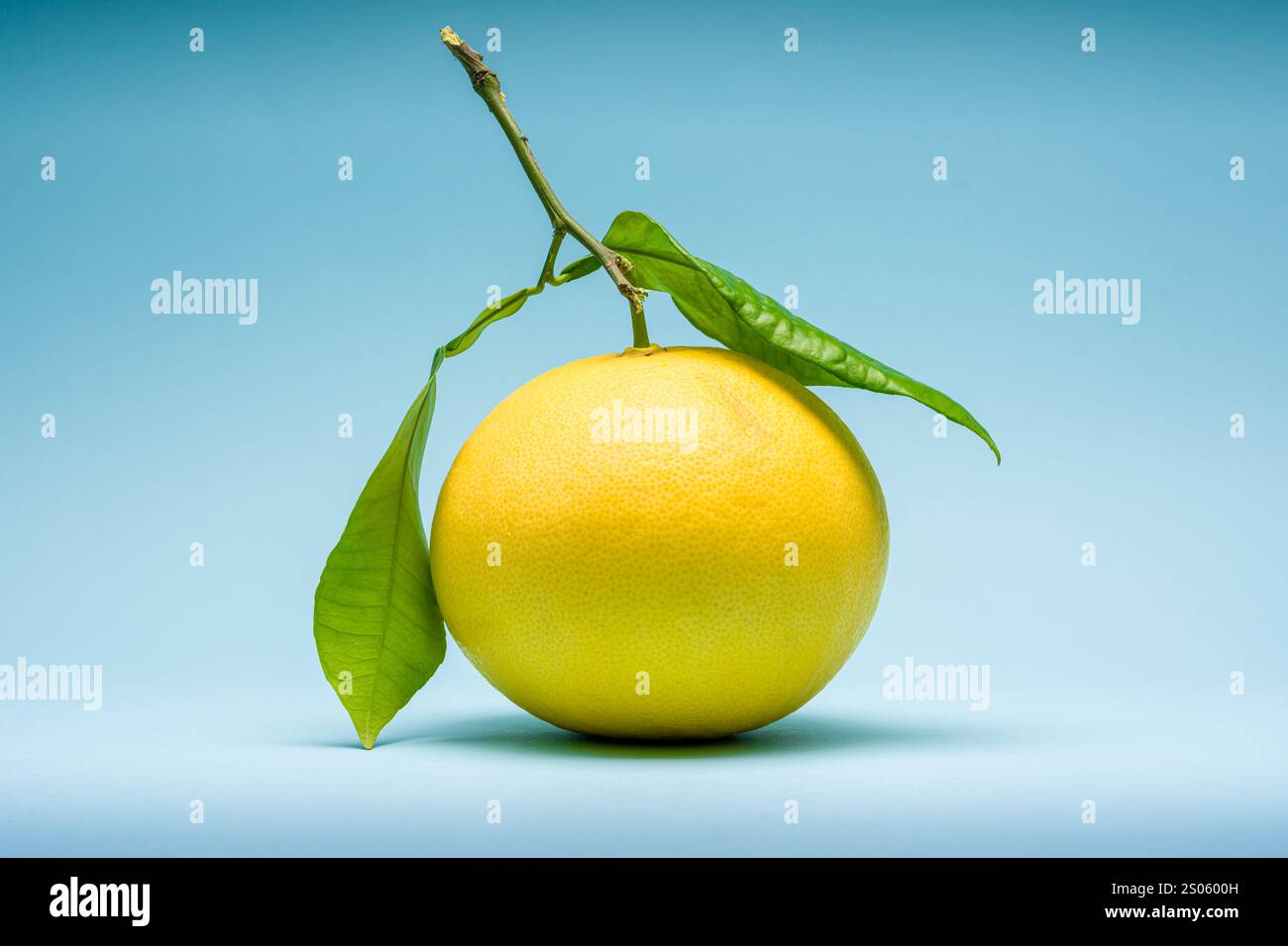 Pompelmo biologico appena raccolto su sfondo blu Foto Stock