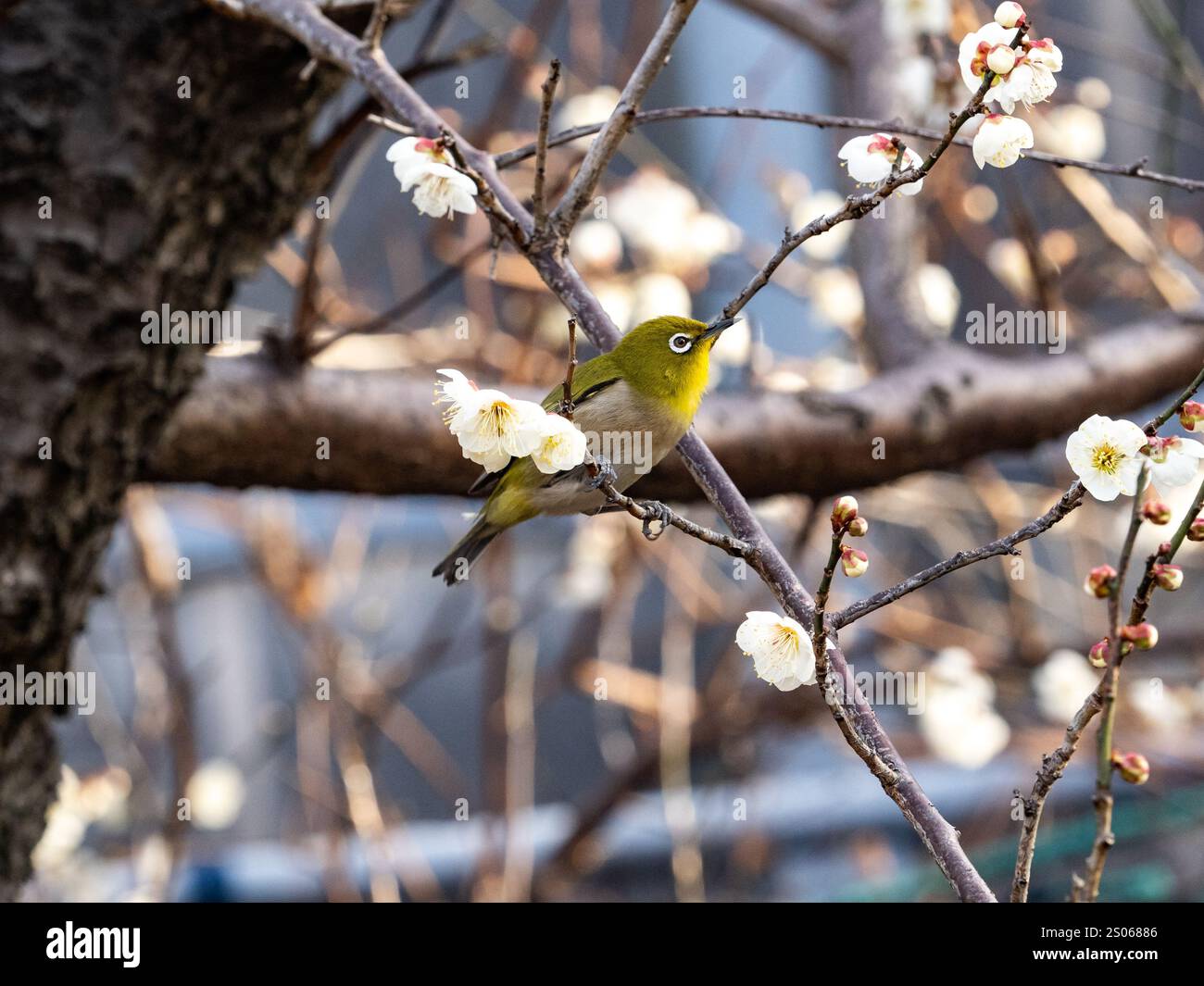 Un grazioso occhio bianco giapponese, Zosterops japonicus, arroccato in fiori di prugne bianche a Kamakura, in Giappone. Foto Stock Un grazioso occhio bianco giapponese, Zosterops japonicus, arroccato in fiori di prugne bianche a Kamakura, in Giappone. Foto Stock