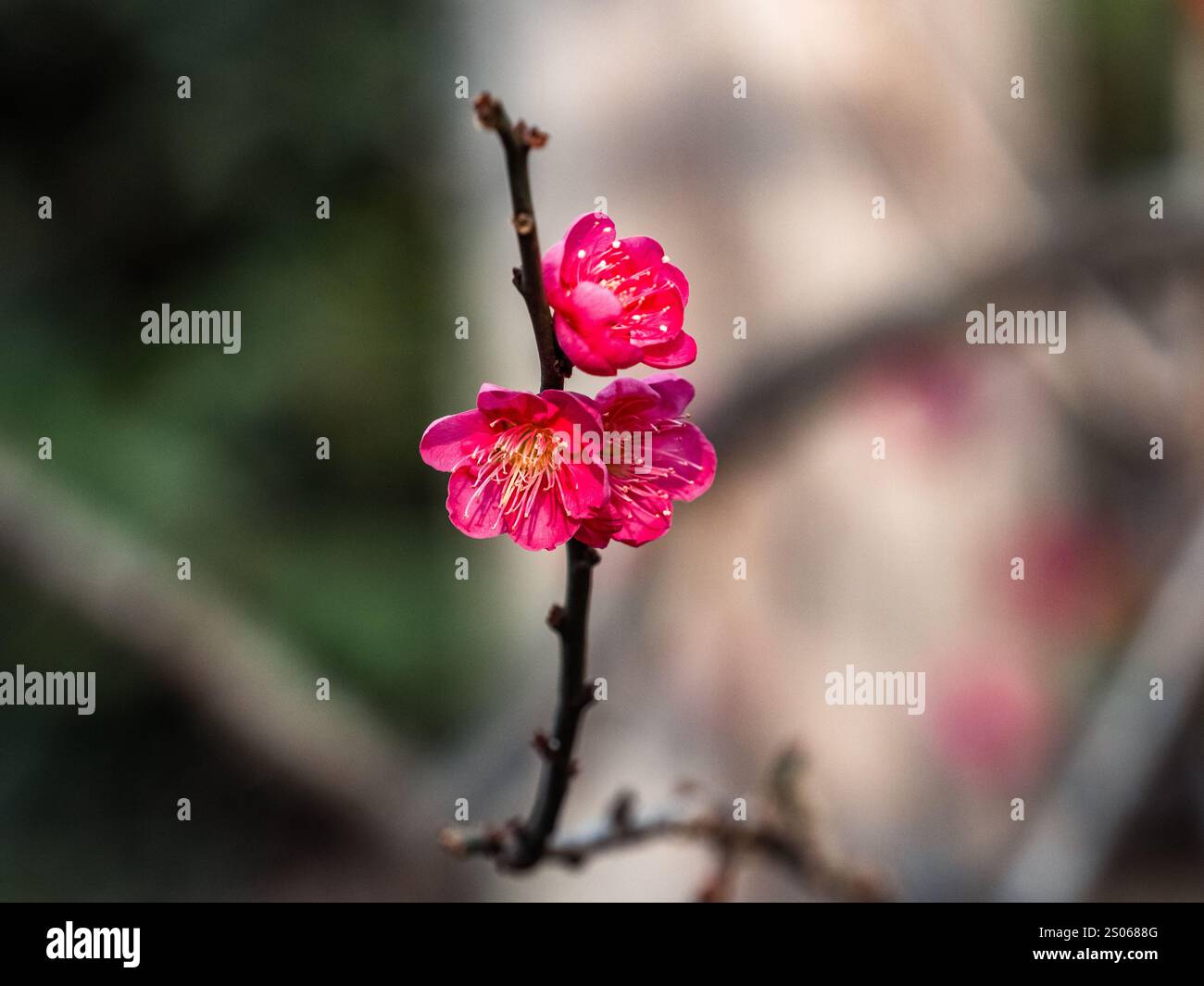 Un gruppo di piccoli fiori di prugna bianca apre in un piccolo frutteto vicino a Yokohama, in Giappone. Foto Stock Un gruppo di piccoli fiori di prugna bianca apre in un piccolo frutteto vicino a Yokohama, in Giappone. Foto Stock