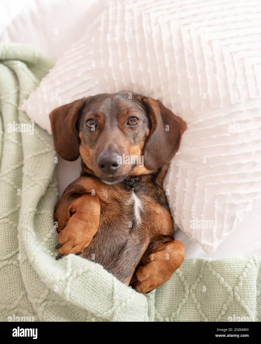 Un dachshund marrone dai capelli lunghi o un cane da salsiccia che dorme su un cuscino e sotto una coperta come un essere umano. Il concetto di hotel in cui sono ammessi gli animali domestici. Foto Stock
