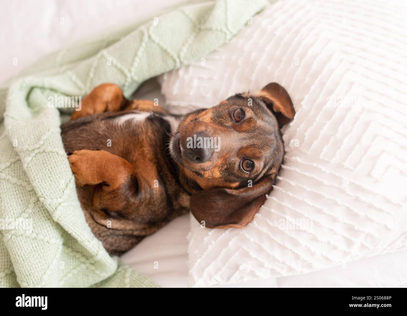 Un dachshund marrone dai capelli lunghi o un cane da salsiccia che dorme su un cuscino e sotto una coperta come un essere umano Foto Stock